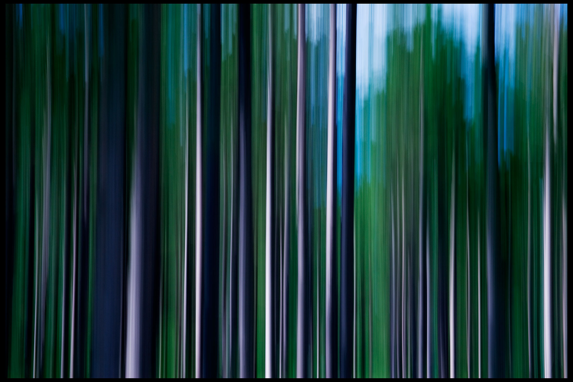 blur_trees_wisconsin-01